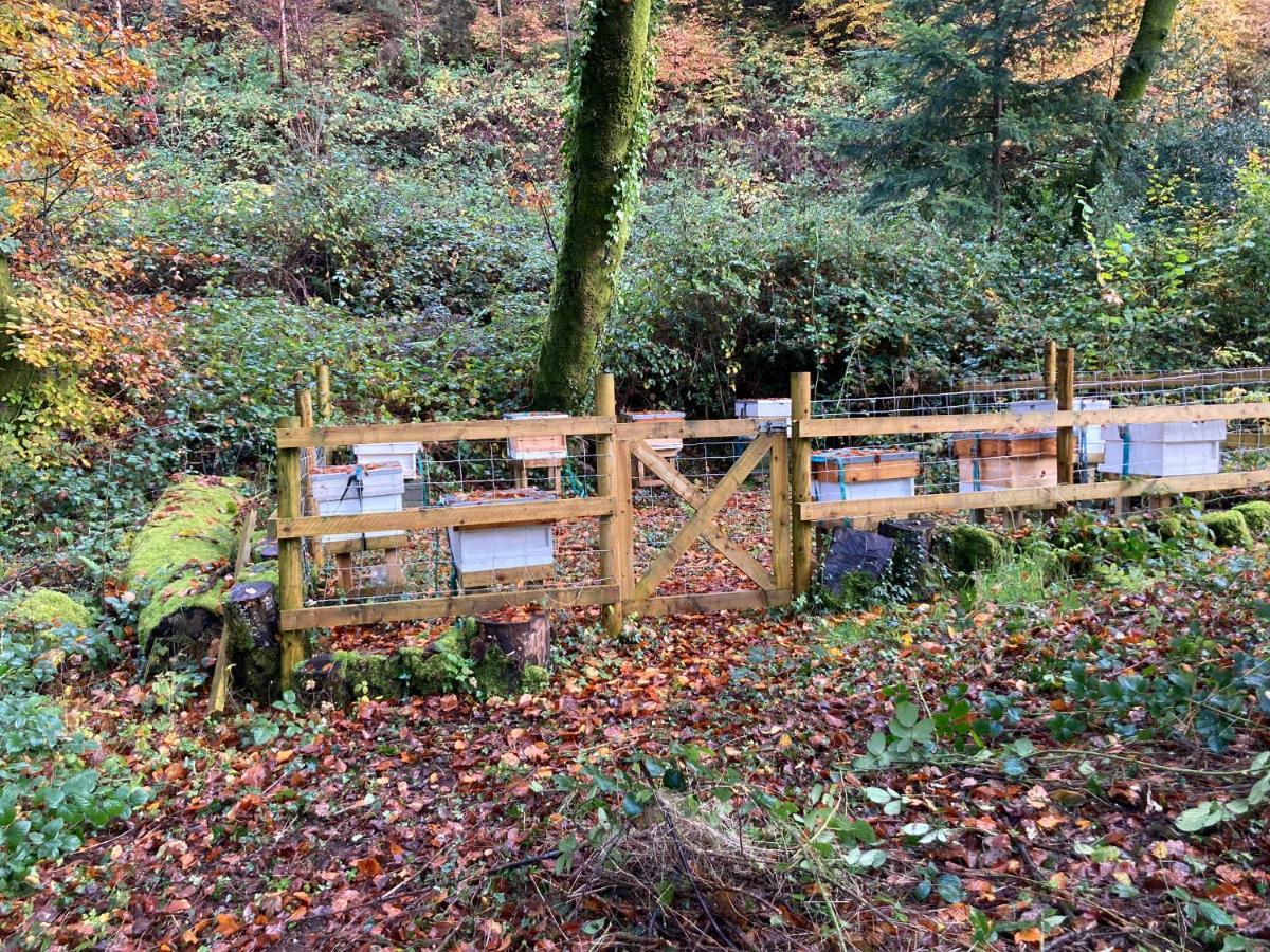 Honey Bee Cabin Llandysul Екстериор снимка